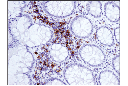 ICOS (D1K2T) Rabbit mAb (IHC Specific)