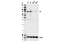 CBX4 Antibody