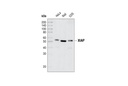 IAP Family Antibody Sampler Kit