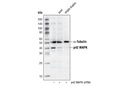 p42 MAP Kinase (Erk2) Antibody