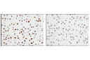 p27 Kip1 (SX53G8.5) Mouse mAb (IHC Formulated)