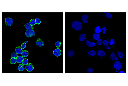 CD8α (RPA-T8) Mouse mAb (FITC Conjugate)