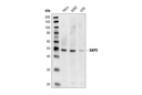 Skp2 Antibody