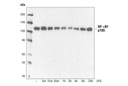 NF-κB1 p105 Antibody