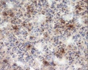 Anti-CD68 antibody [FA-11]