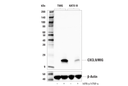 CXCL9/MIG (E6Z5W) Rabbit Monoclonal Antibody
