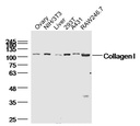 I型胶原蛋白/胶原蛋白1/1型胶原蛋白/I型胶原a1抗体